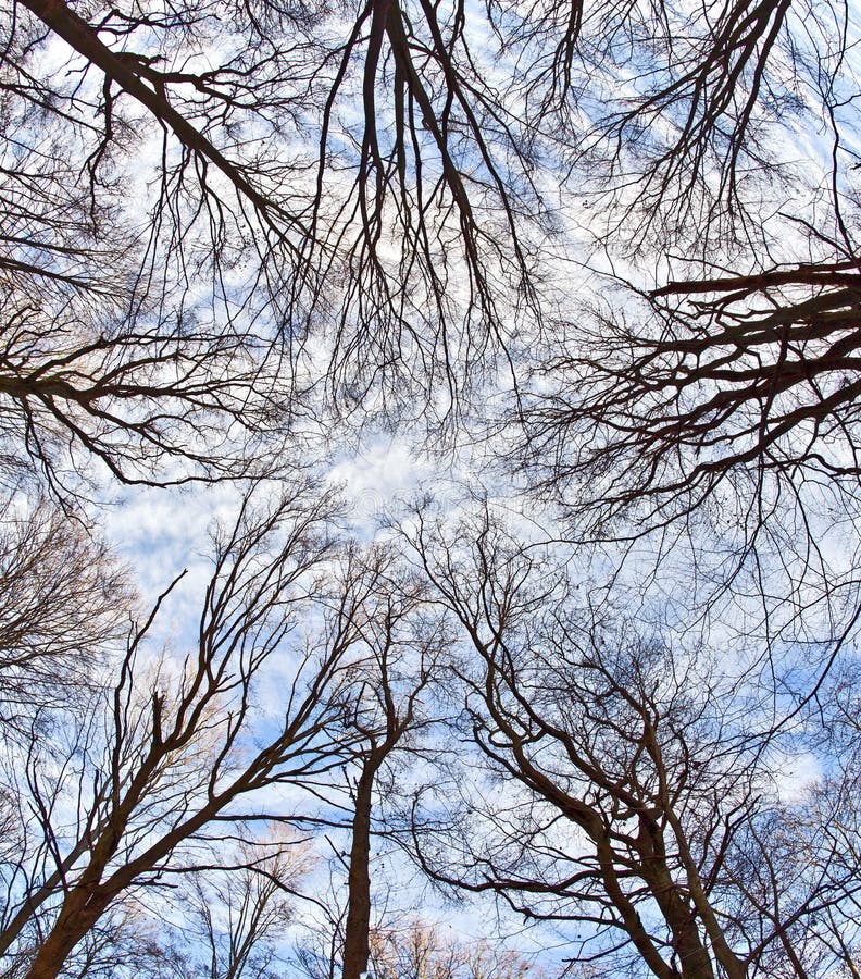 Crown of trees with blue sky