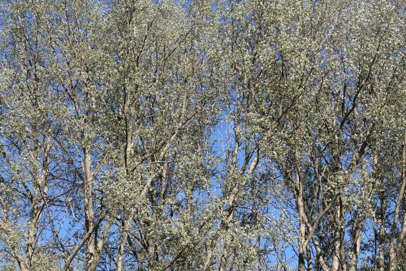 Crown of white poplar Populus alba tree against the blue spring sky