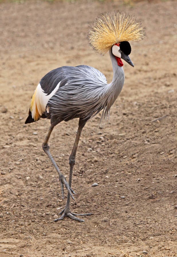 Crowned Crane