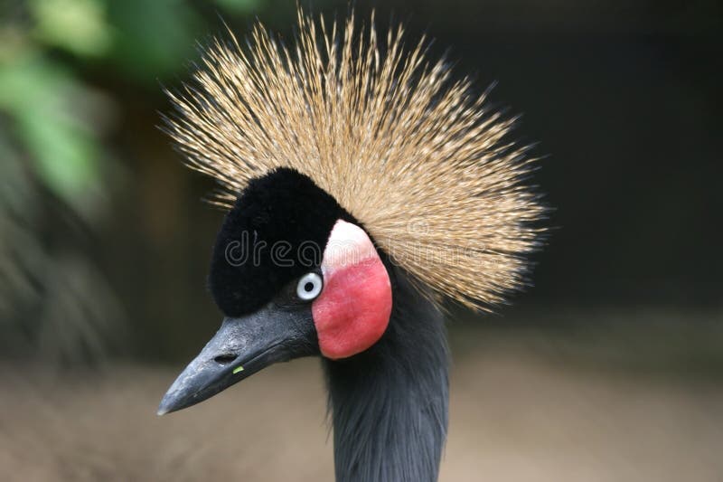 A crowned crane