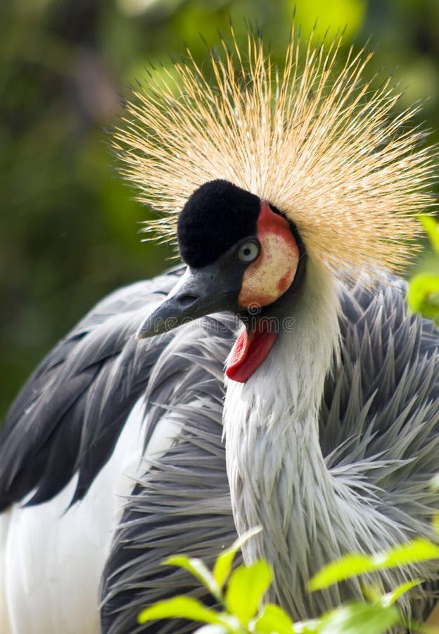 Crowned crane