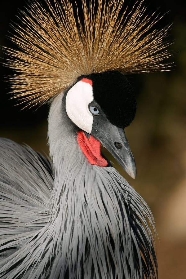 Crowned crane