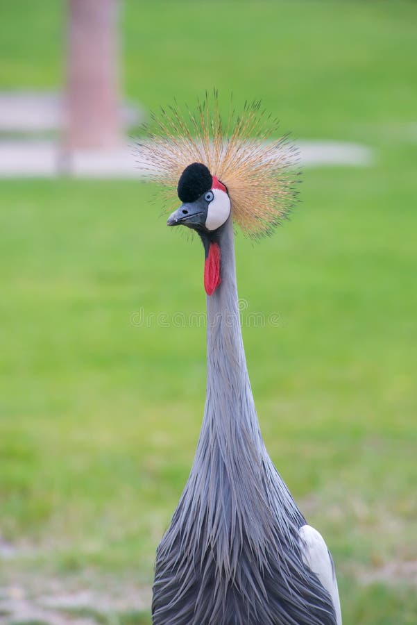 Crowned Crane birds with blue eye and red wattle in park