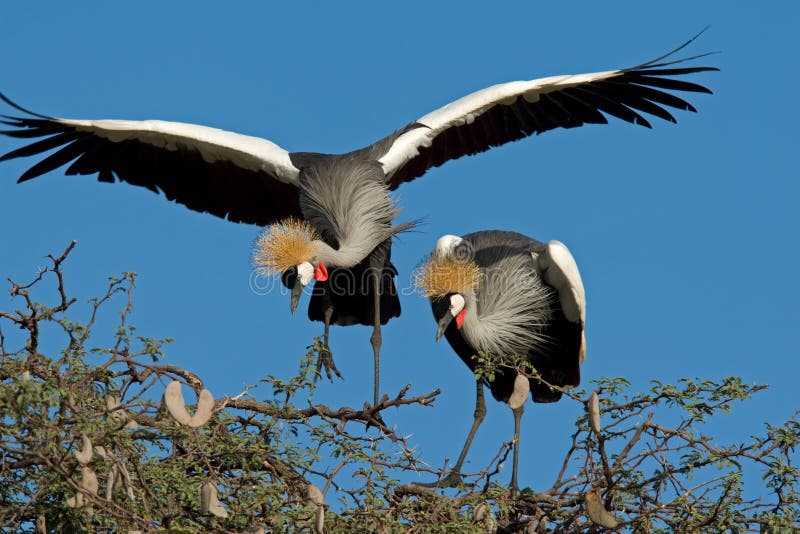 Crowned cranes