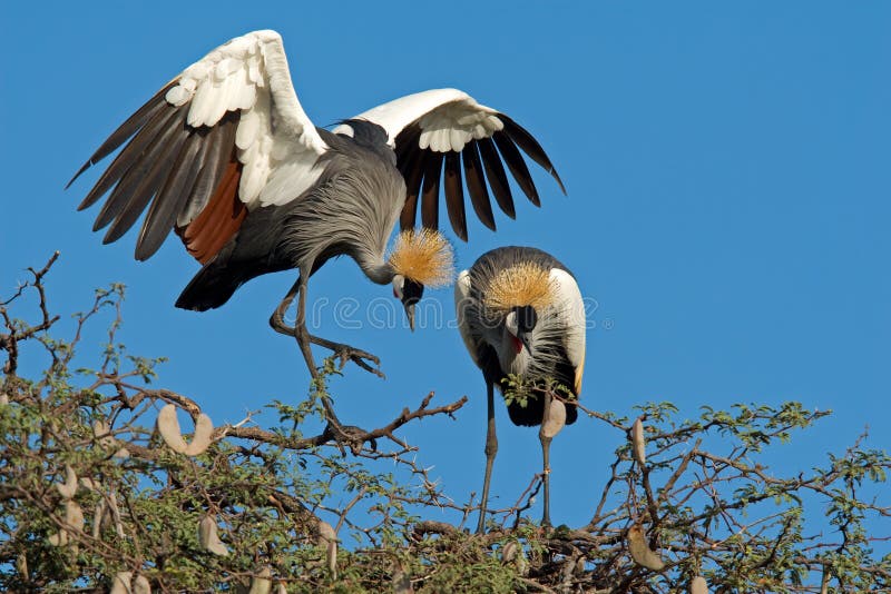 Crowned cranes