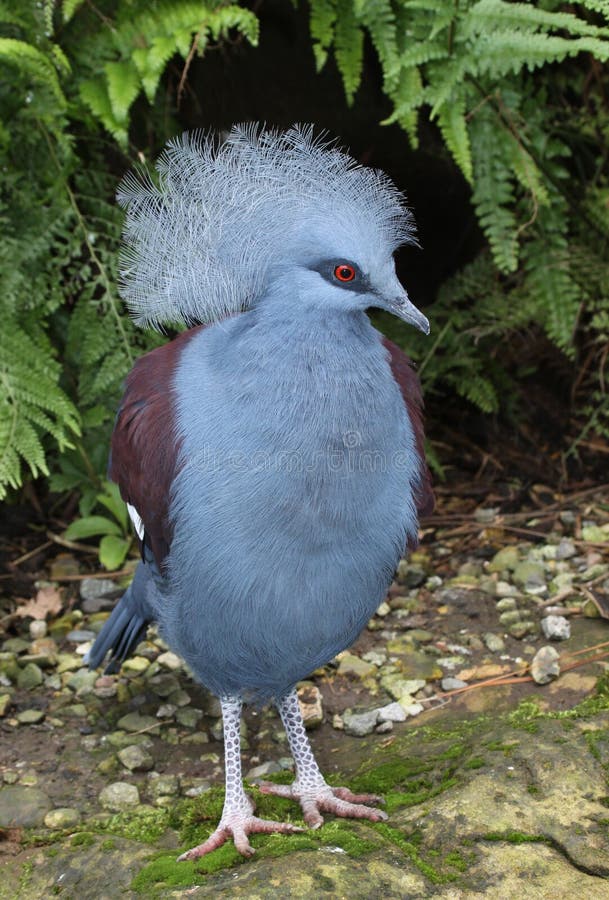 Crowned Pigeon