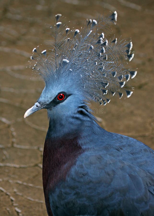 Crowned Pigeon