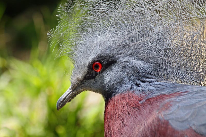 Crowned Pigeon