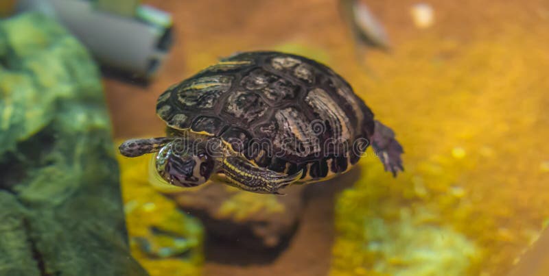 Crowned river turtle swimming in the water animal water reptile pet portrait.