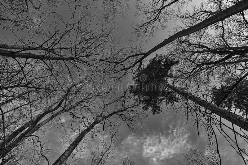Crowns of large trees. royalty free stock images