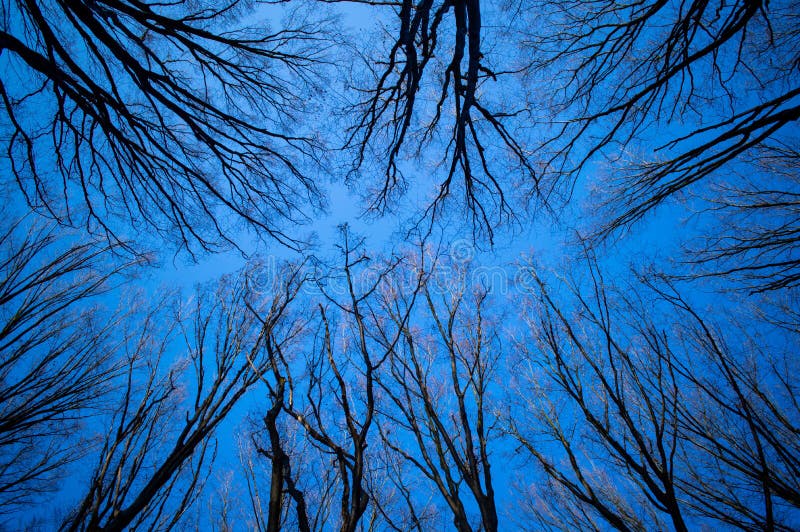 Crowns of trees with perspective up on blue sky background royalty free stock photos
