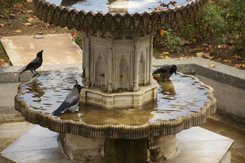 Crows stock photo. Image of corvus, wildlife, bush, crow 50373798