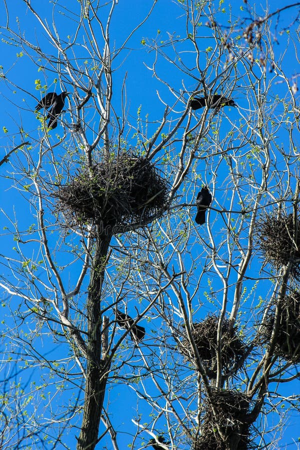 Crows and Crow`s Nests on Trees Stock Image Image of life, spring