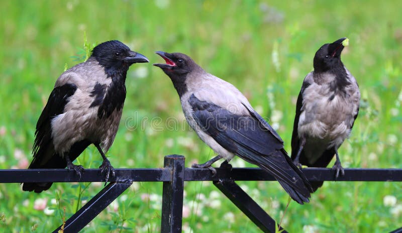 The crows on the fence. Three crows on the metal fence stock image