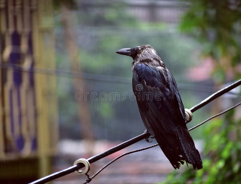 Rook in the rain stock photo. Image of bird, raven, falling 126002134