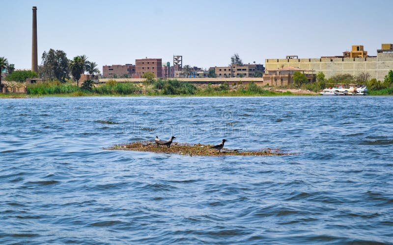 3 Crows standing at the top of floating branches in nile river stock photos