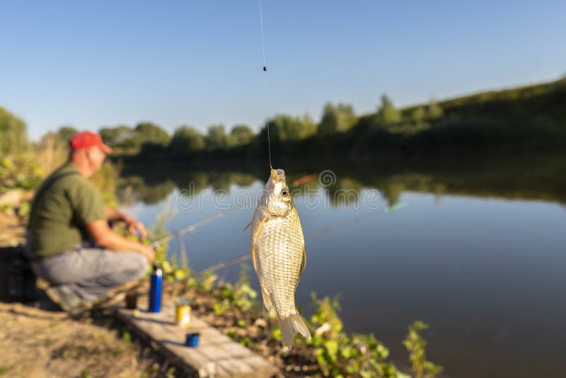 Crucian Fish Caught on Bait by the Lake, Hanging on a Hook on a