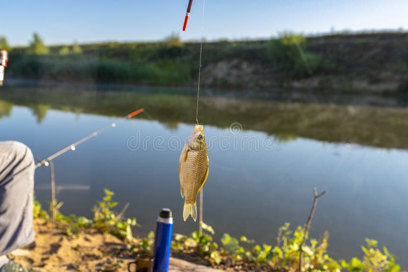 Crucian Fish Caught on Bait by the Lake, Hanging on a Hook on a Fishing Rod,  in the Background a Man Throwing a Fishing Pole. Stock Photo - Image of  fisher, hobby