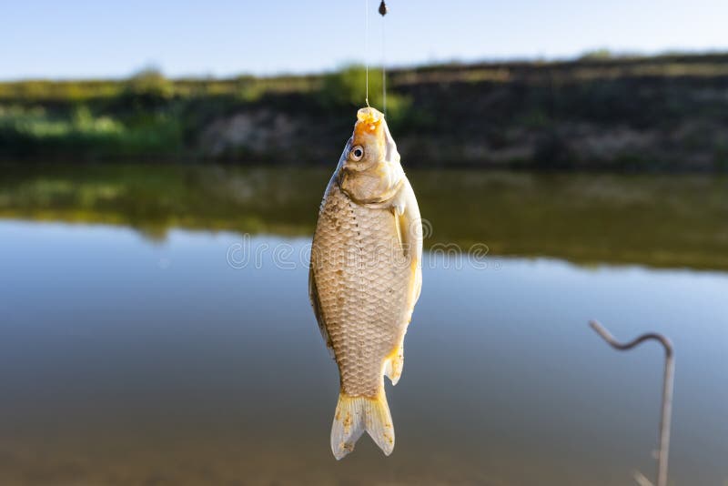 943 Fish Fishing Hanging Rod Stock Photos - Free & Royalty-Free Stock  Photos from Dreamstime