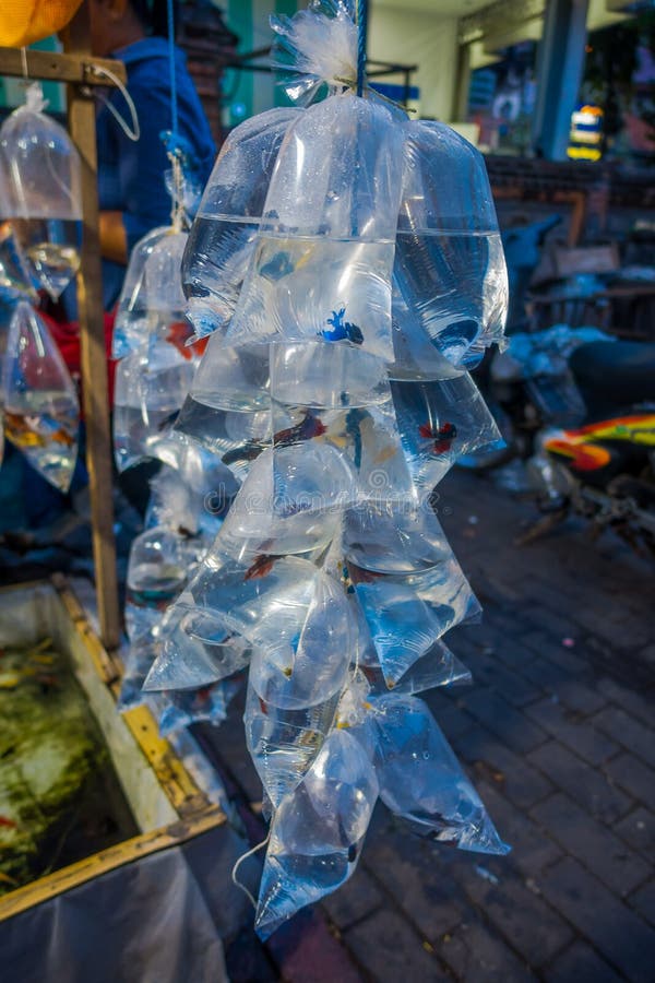 Crudo dei sacchetti di plastica, con differenti specie di pesci in un mercato a Denpasar, Bali in Indonesia fotografia stock libera da diritti Crudo dei sacchetti di plastica, con differenti specie di pesci in un mercato a Denpasar, Bali in Indonesia fotografia stock libera da diritti