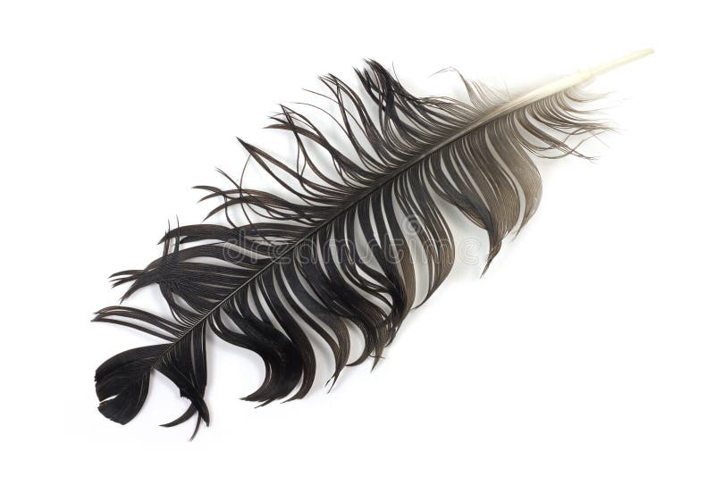 Crumpled Black Feather Crow Stock Image Image of tender, fauna 43306165