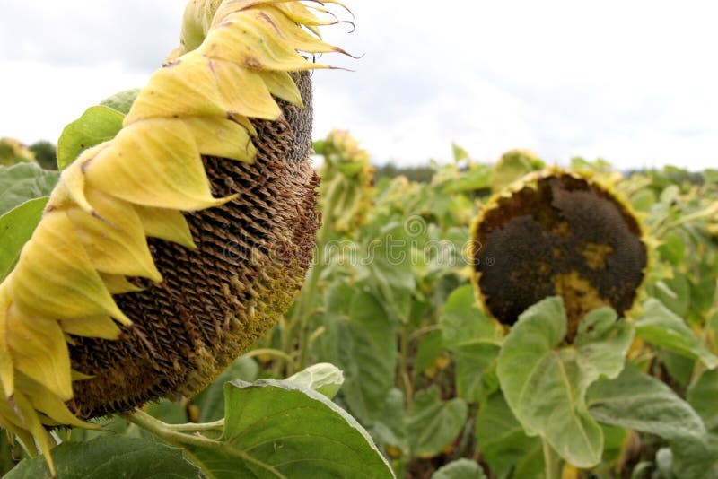 Crumpled sunflowers