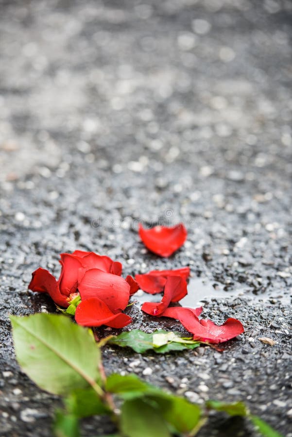 Crushed Beautiful Red Rose with Petals and Green Leaves on the Ground