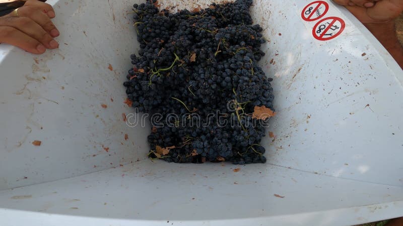 The First Stage of Winemaking: Crushing stock video footage