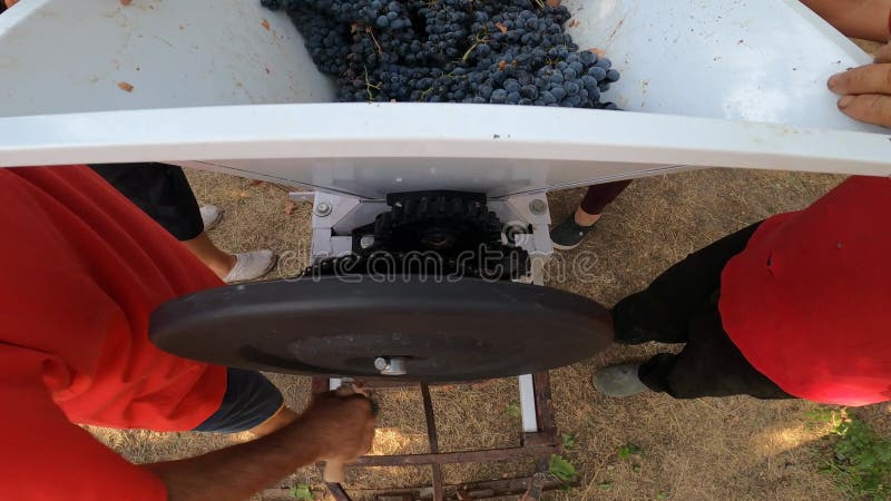 The First Stage of Winemaking: Crushing stock video footage