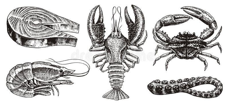 Crustaceans, shrimp, lobster or crayfish, salmon steak, crab with claws. River and lake or sea creatures. Freshwater royalty free illustration Crustaceans, shrimp, lobster or crayfish, salmon steak, crab with claws. River and lake or sea creatures. Freshwater royalty free illustration