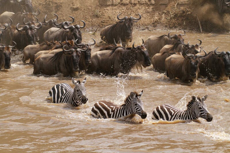 Cruzamento de rio de Mara do Masai