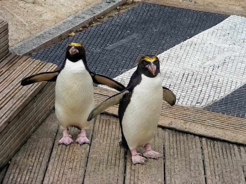 Cruzamento dos pinguins imagens de stock Cruzamento dos pinguins imagens de stock