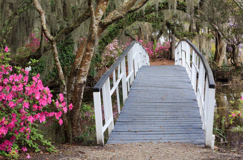 Cruzamento no jardim da magnólia do SC de Charleston na mola foto de stock Cruzamento no jardim da magnólia do SC de Charleston na mola foto de stock