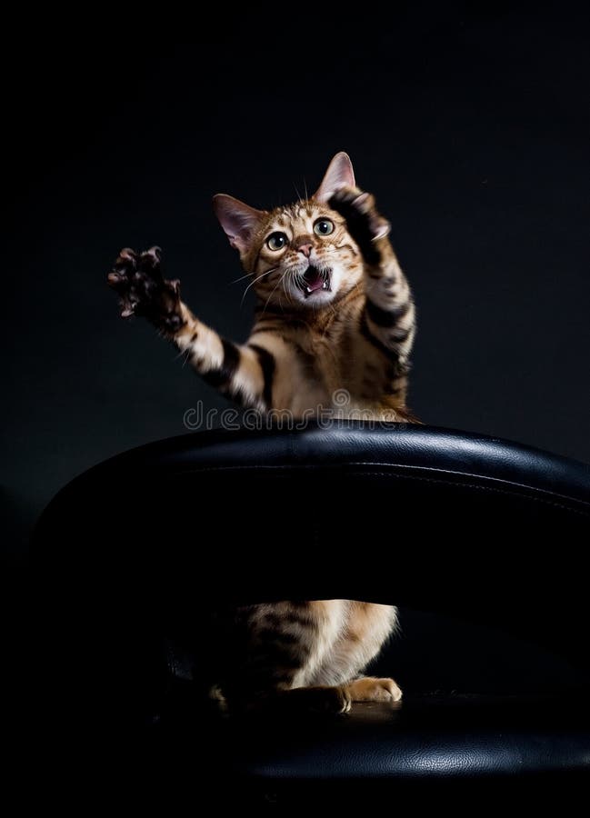 Crying cat stock photo. Image of light, domestic, brown 18680152