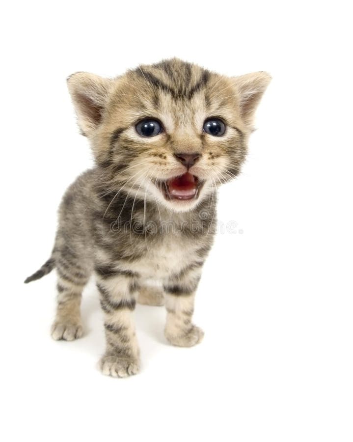 Crying Kitten on White Background Stock Image Image of newborn, investigate 842051