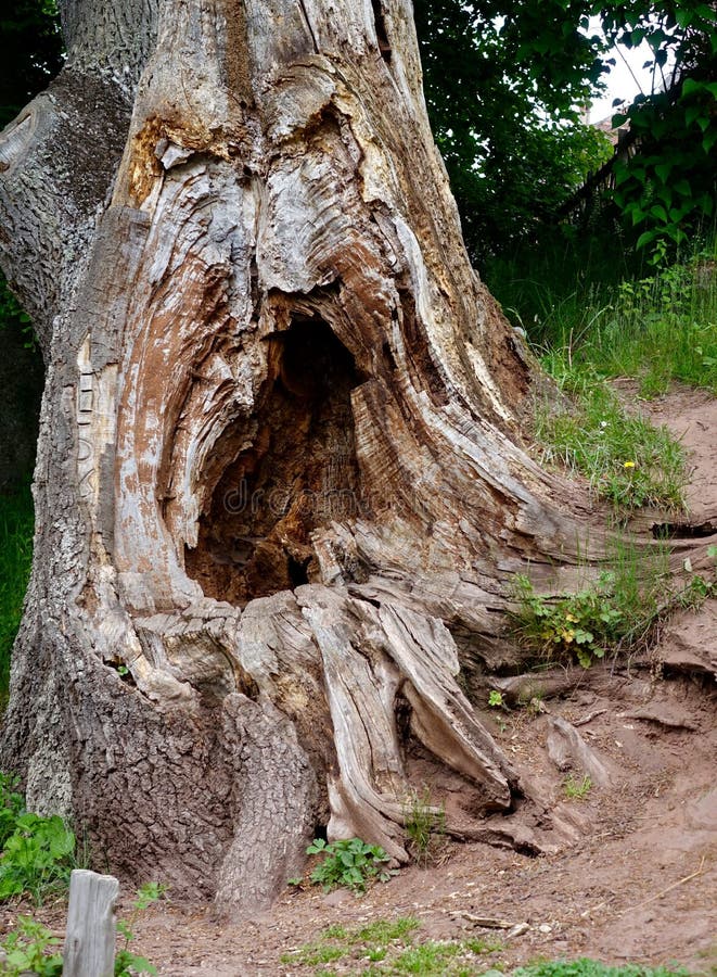 Ancient tree stock image. Image of rock, coniferous, plant - 1328983