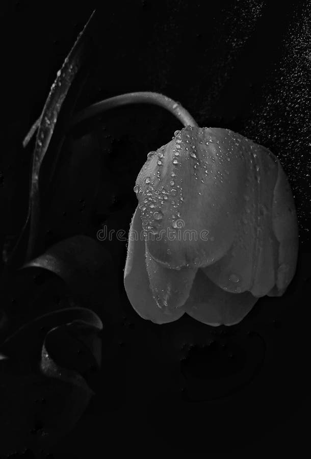 1,252 Crying Flower Stock Photos Free & RoyaltyFree Stock Photos