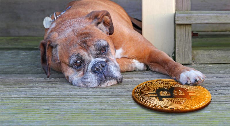 Cryptocurrency del bitcoin della tenuta del cane del pugile con la zampa fotografia stock Cryptocurrency del bitcoin della tenuta del cane del pugile con la zampa fotografia stock