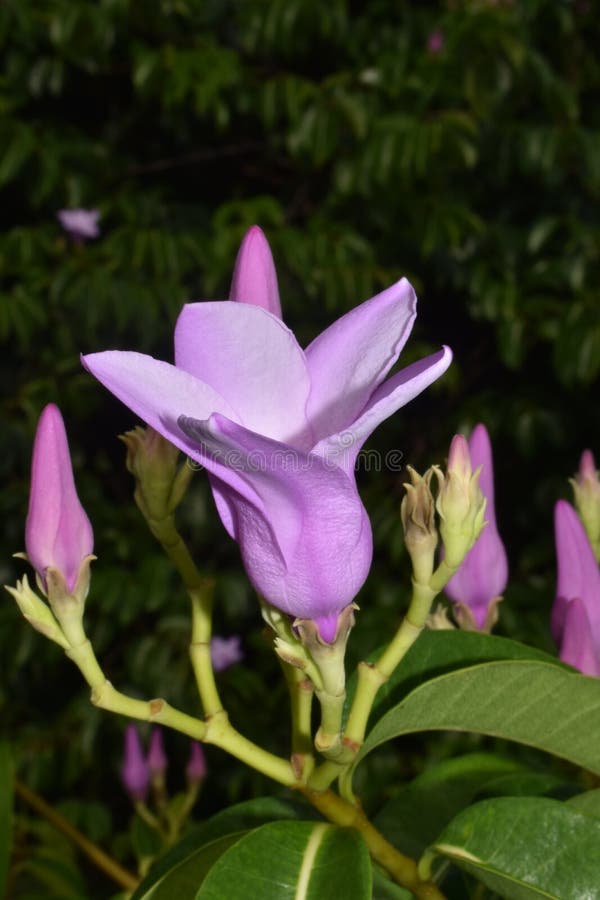 Cryptostegia grandiflora hi-res stock photography and images - Alamy