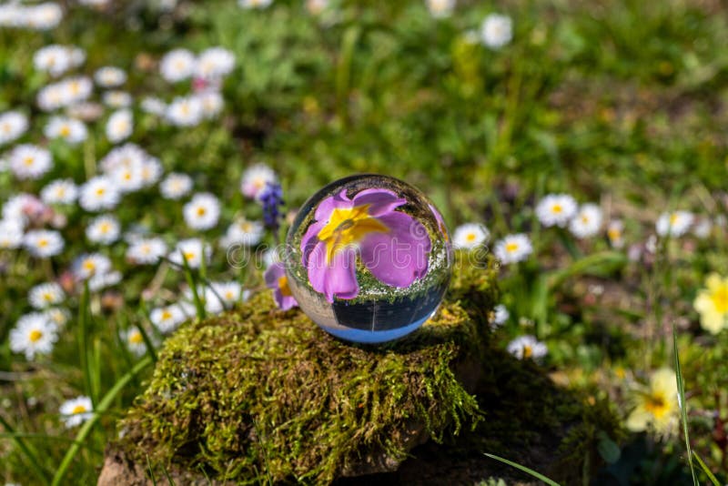 Crystal ball with pink primrose blossom on moss covered stone royalty free stock image Crystal ball with pink primrose blossom on moss covered stone royalty free stock image