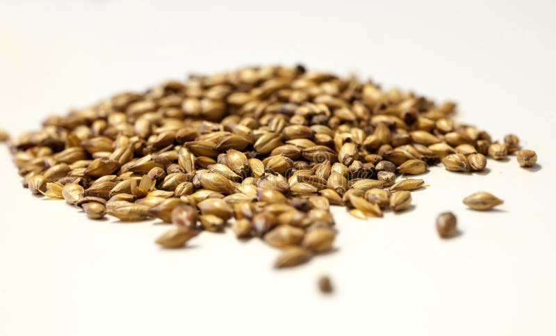 Crystal malt stock image