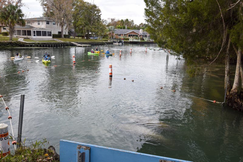 Crystal River, Three Sisters Springs December 26 2022 Editorial Image