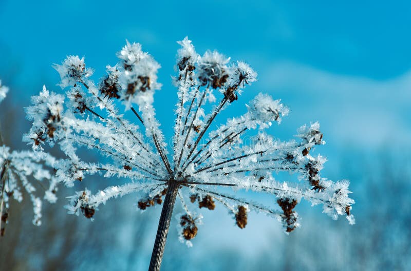 Crystal snö-blommor mot den blåa himlen Övervintra under av naturkristaller av frostWinterplatslandskapet