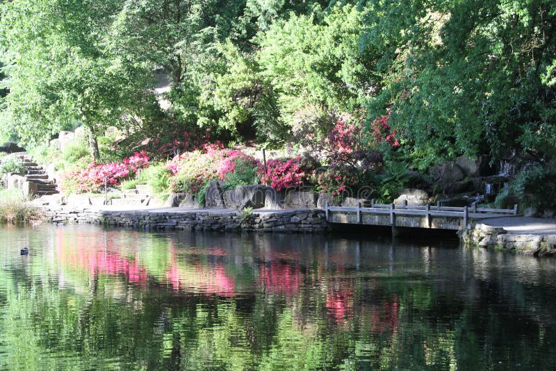 Crystal Springs Rhododendron Garden Stock Photo Image of super