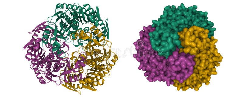 Crystal structure of human polynucleotide phosphorylase