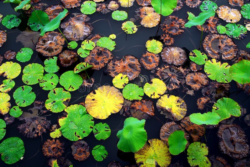 Crystal water rolling on Colourful Lotus Leaf stock images