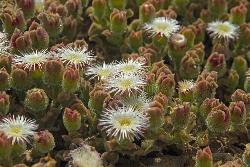 Mesembryanthemum crystallinum, common ice plant, crystalline iceplant or ice plant. Mesembryanthemum crystallinum, common ice plant, crystalline iceplant or ice plant