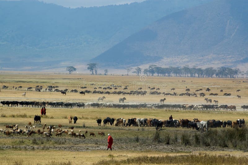 Cráter de Ngorongoro imágenes de archivo libres de regalías Cráter de Ngorongoro imágenes de archivo libres de regalías