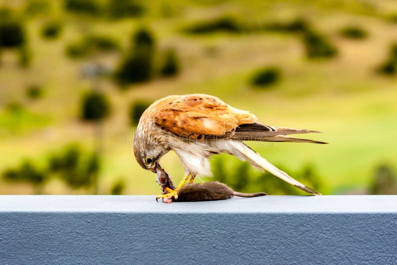 Crécerelle australienne de nankin de crécerelle, cenchroides de Falco mangeant la souris photographie stock libre de droits Crécerelle australienne de nankin de crécerelle, cenchroides de Falco mangeant la souris photographie stock libre de droits