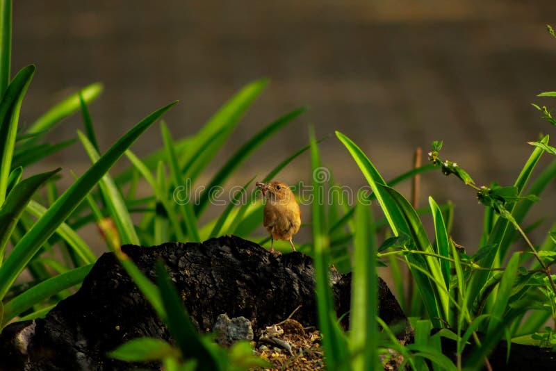 Créole de Chochin, peu d'oiseau été perché sur un tronc brûlé photographie stock libre de droits Créole de Chochin, peu d'oiseau été perché sur un tronc brûlé photographie stock libre de droits